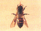 セグロアシナガバチ